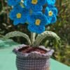 Macetas de Flores no me olvides